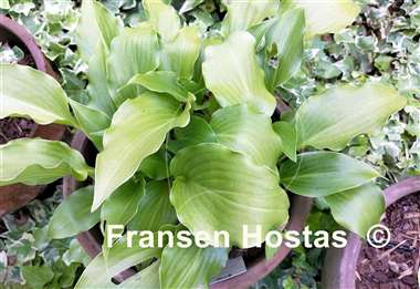 Hosta Mean Green Thing